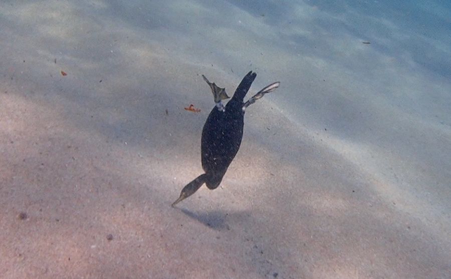 Cormorán moñudo