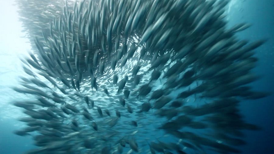 Banco de peces