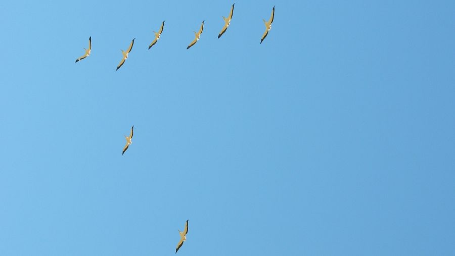 Pelícanos volando