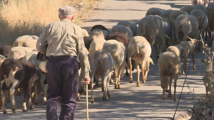 Pastor trashumante en la Sierra del Segura, Jaén