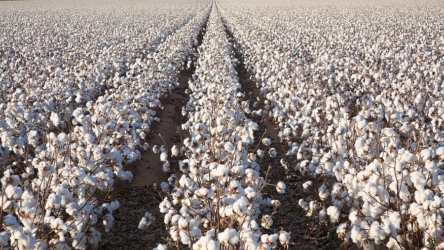 Cultivo de algodones
