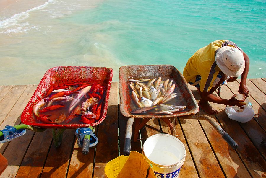 Pescado en barco
