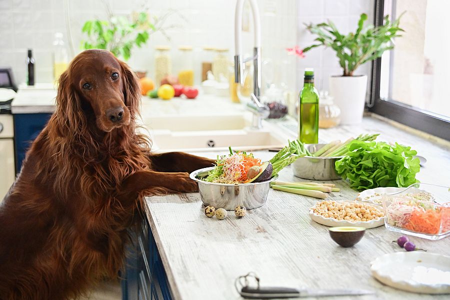 perro cocina comida perro cocina
