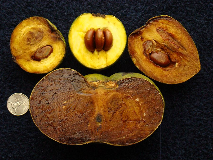 Secciones del zapote negro, la fruta que sabe a chocolate