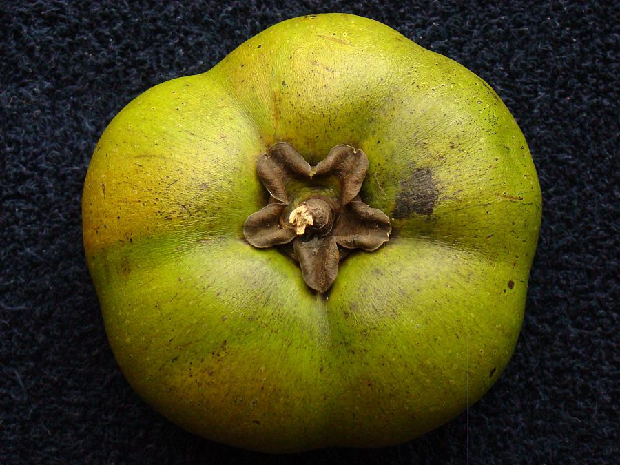 Zapote negro, la fruta que sabe a chocolate