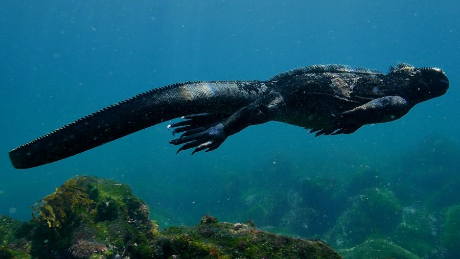 Una iguana marina nadando en el mar de las Galápagos