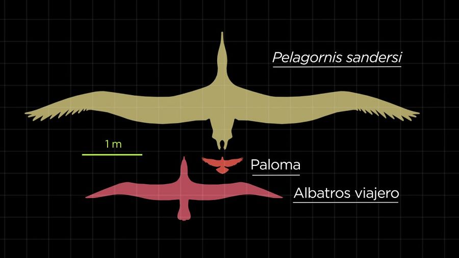Aves gigantes