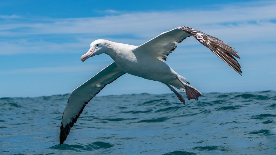 Albatros viajero