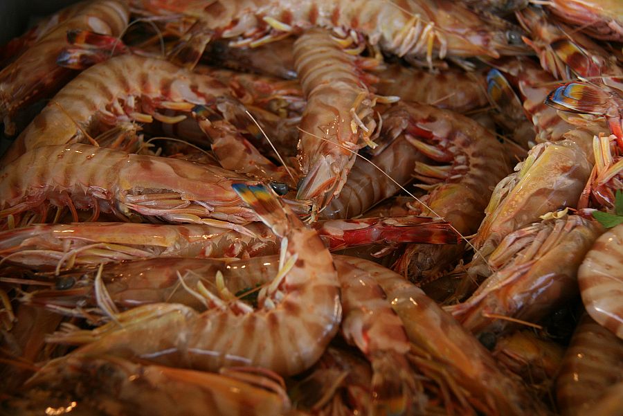 Curiosidades gambas cucarachas