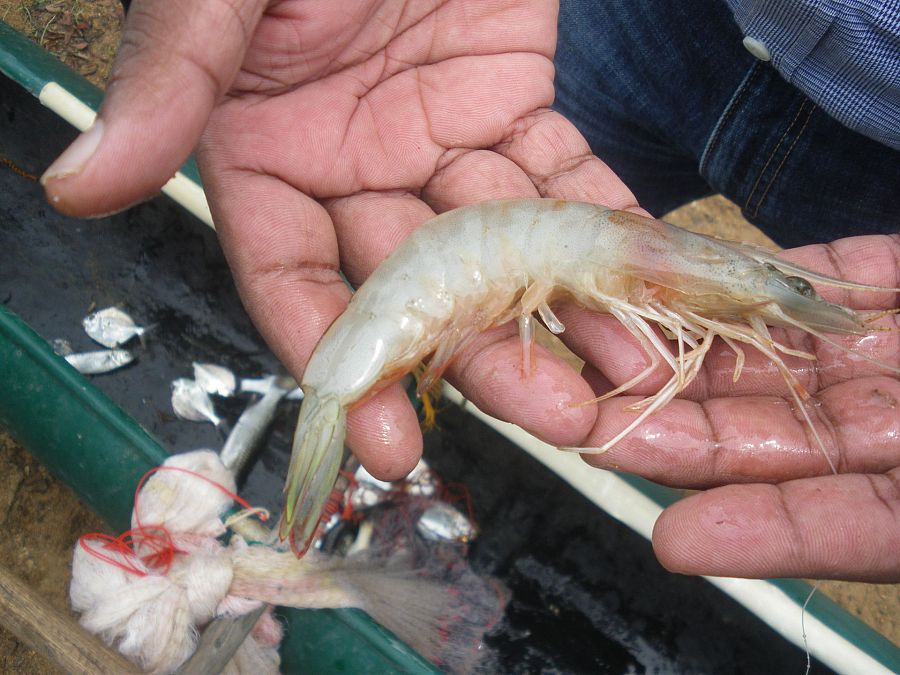 Penaeus indica, la gamba más común en la costa india