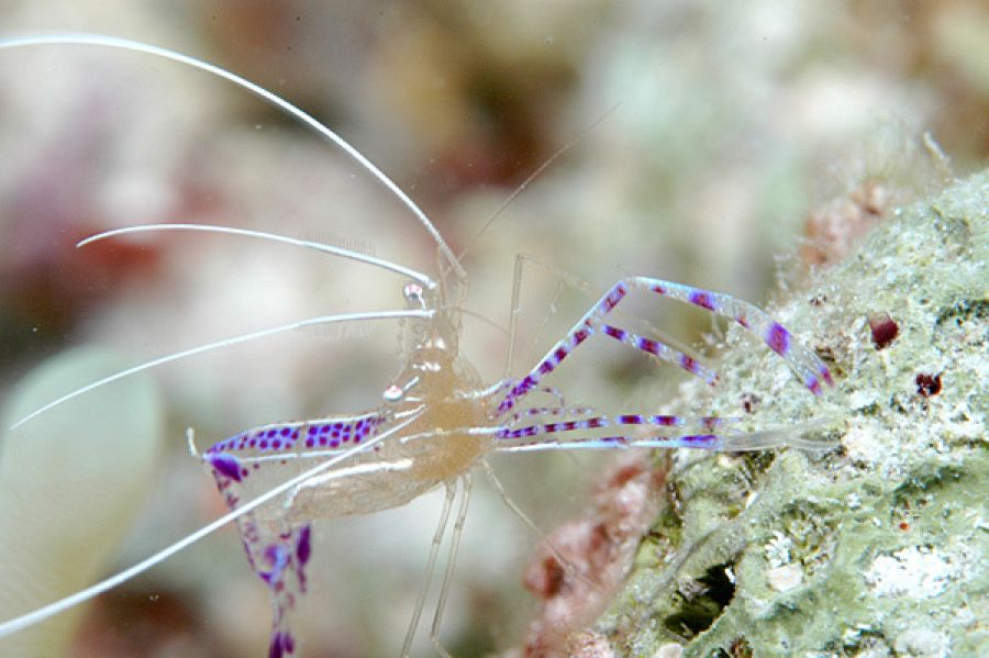 Curiosidades gambas