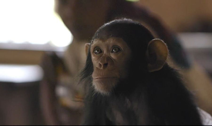 Kalima fue la primera chimpancé que cuidó Mama Zawadi