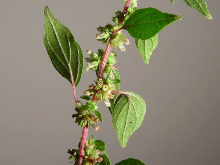 Parietaria planta silvestre comestible