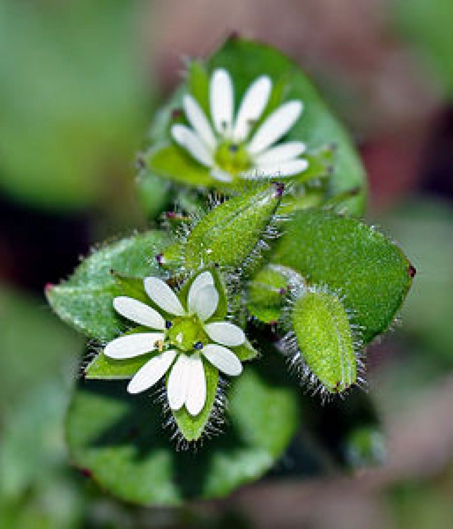 Pamplina planta silvestre comestible