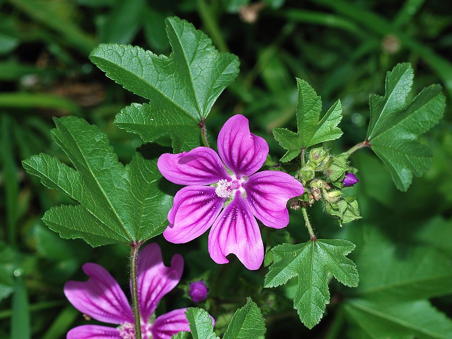 Malvas planta silvestre comestible