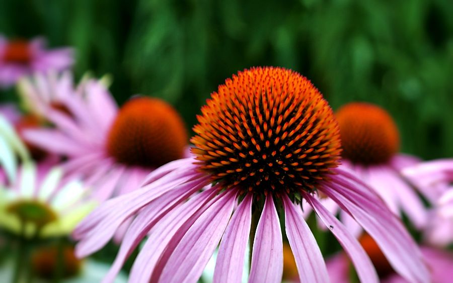 Flor de equinácea ¿ consejos defensas fuertes