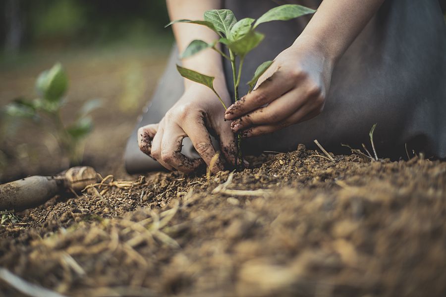 Cómo plantar un árbol frutal