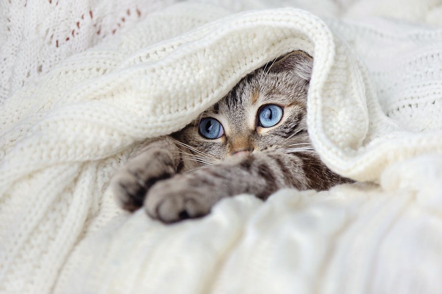 Curiosidades de los gatos
