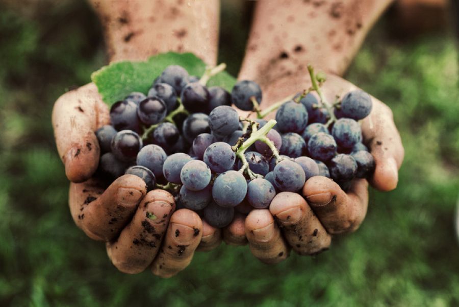 Arándanos | Frutos rojos en casa