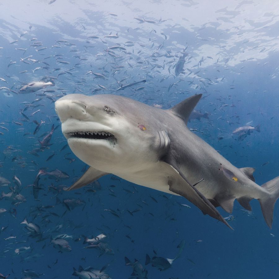 Tiburón toro