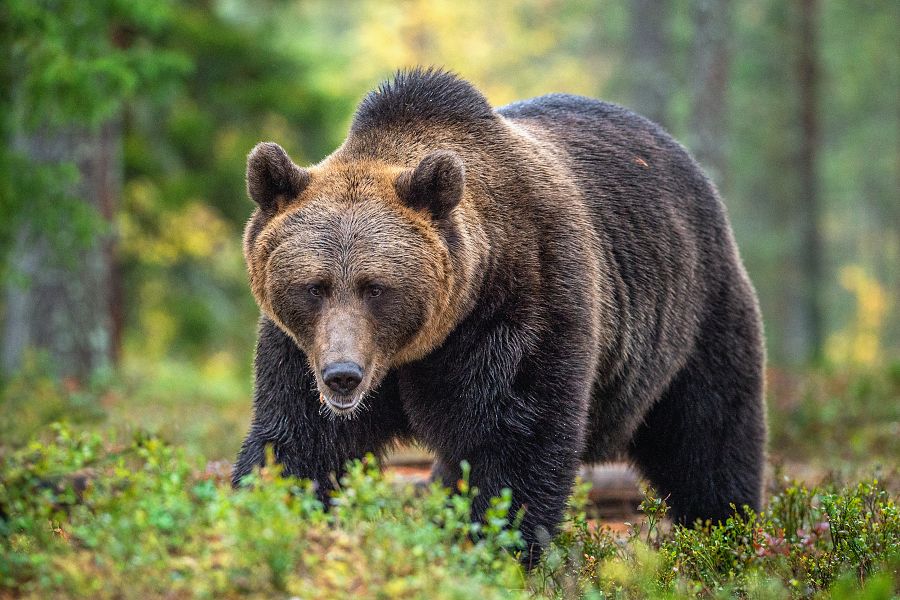 Oso grizzly - Imagen de archivo