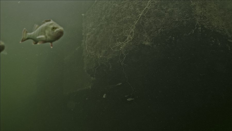 Creatures of the Lines (2021), una película realizada por la artista Sonia Levy en colaboración con la antropóloga experimental Heather Swanson