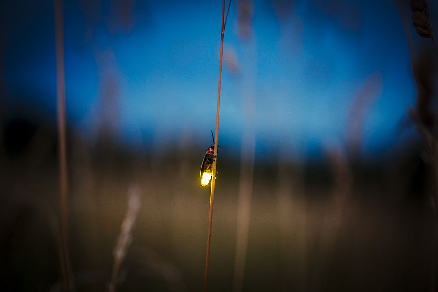 ¿De dónde proviene la mágica luz de las luciérnagas?