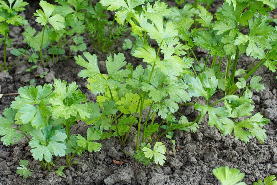 Perejil plantado