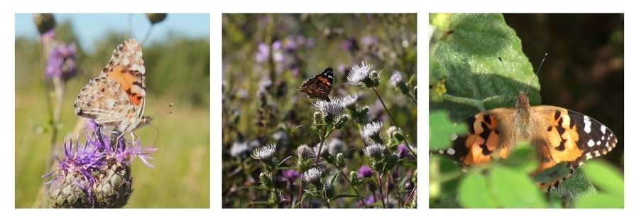 La mariposa capaz de volar 4.000 kilómetros de distancia.