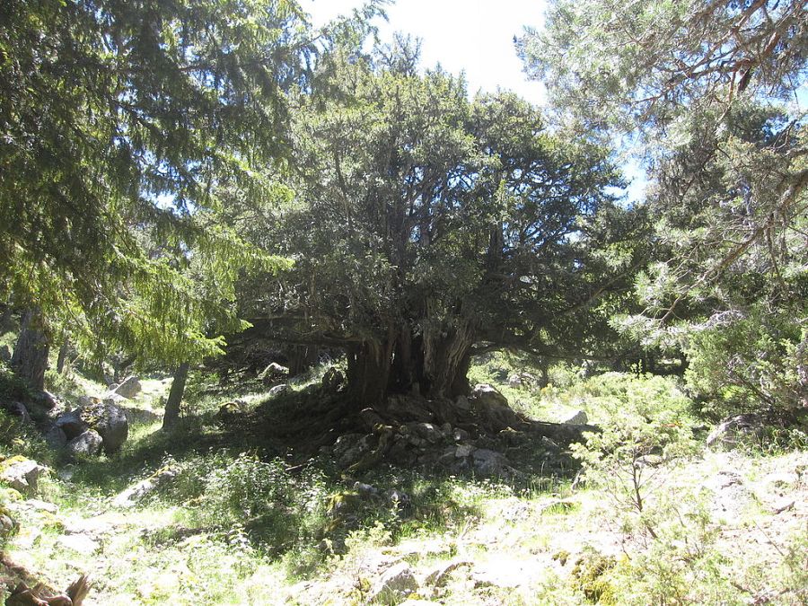 Tejos del Valle del Arroyo Valhondillo