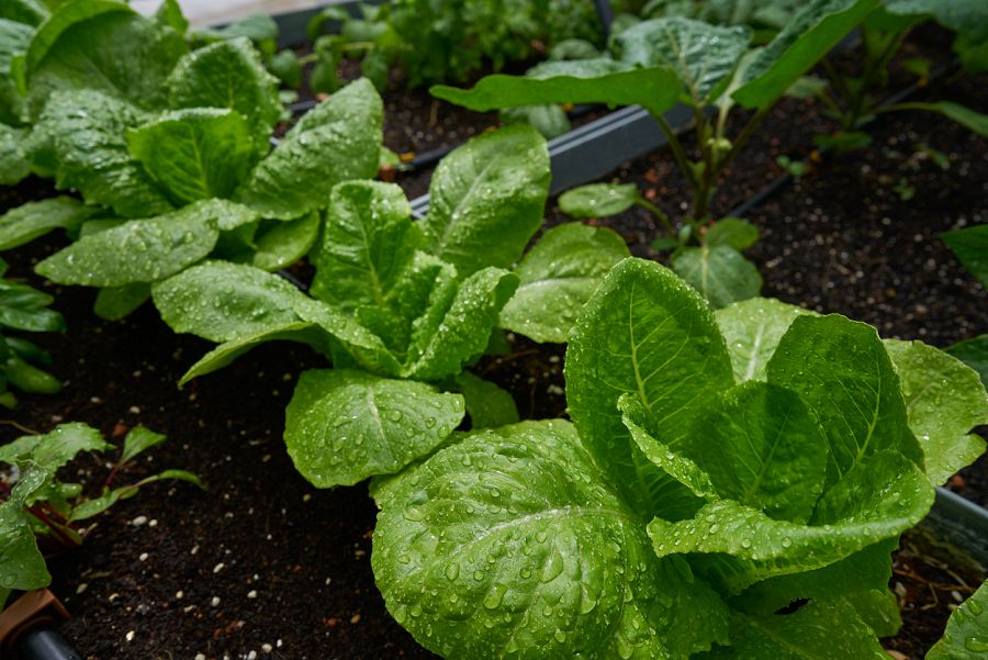 Lechugas plantadas
