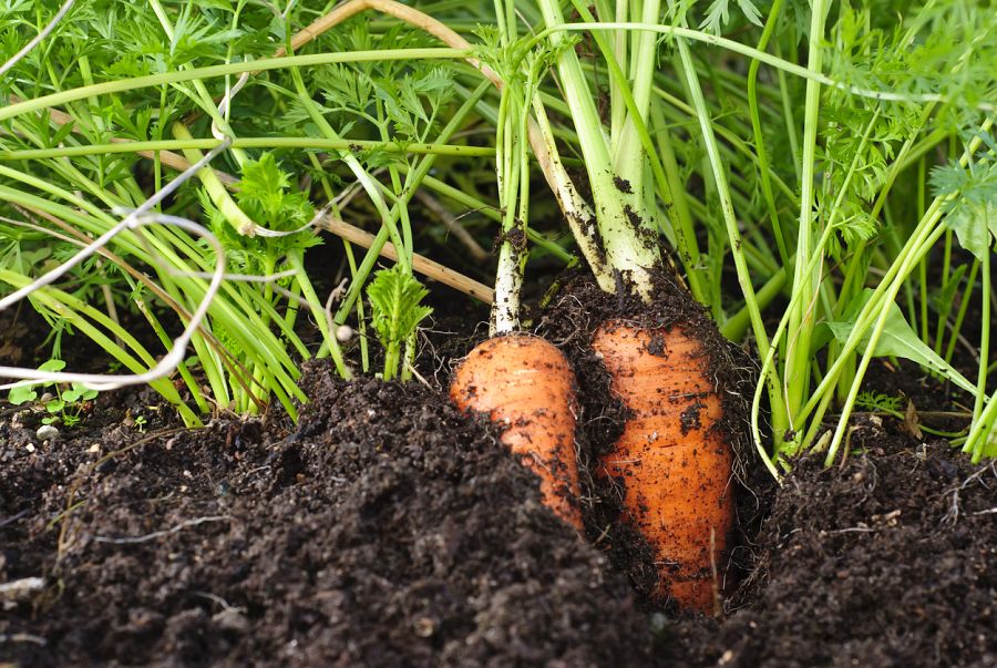 Zanahorias sembradas en el huerto