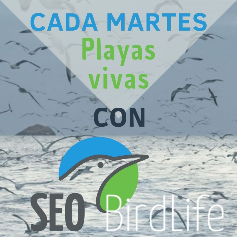 Los representantes de SEO/BirdLife, la Sociedad Española de Ornitología y ONG, hablrán en la sección "Playas vivas"