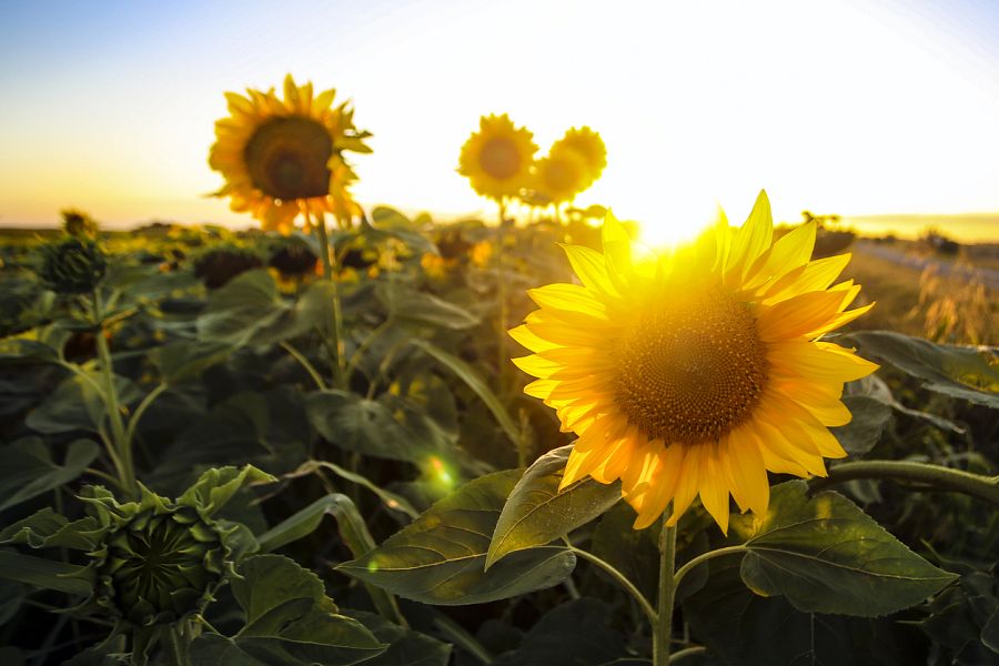 Campo de girasoles