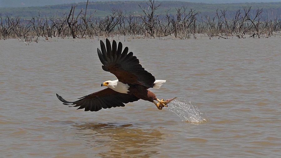 En "voladores" vemos que las alas son una  herramienta esencial para la caza