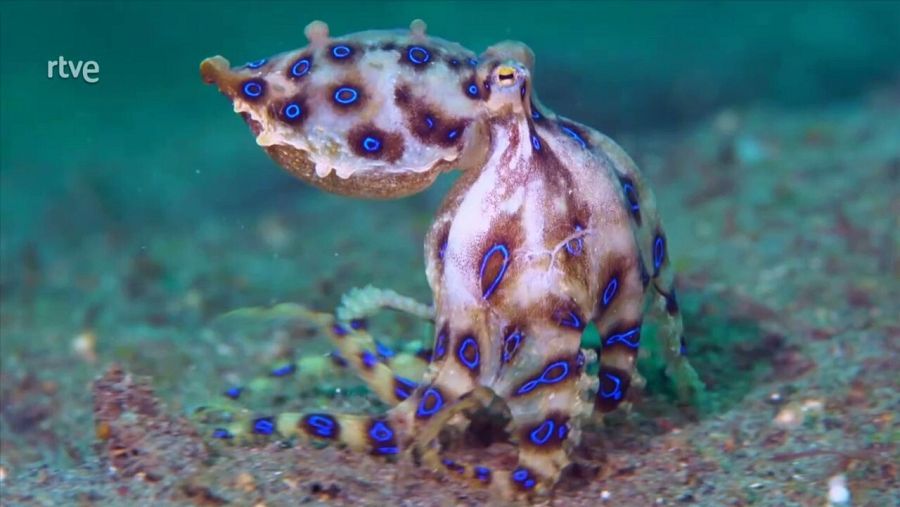 Pulpo anillado
