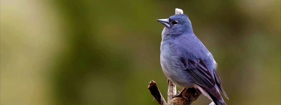 Pinzón azul.