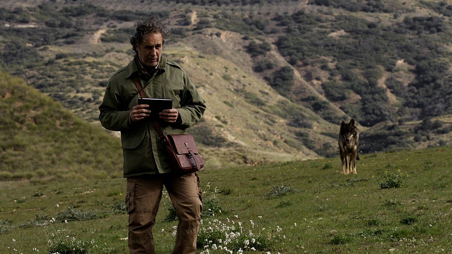 El lobo ibérico: un atleta superdotado