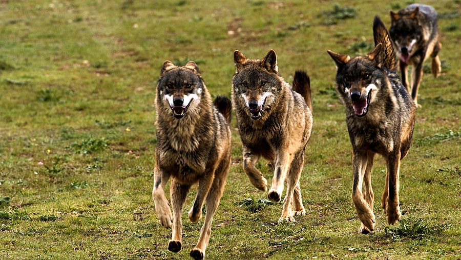 El lobo ibérico: un atleta superdotado