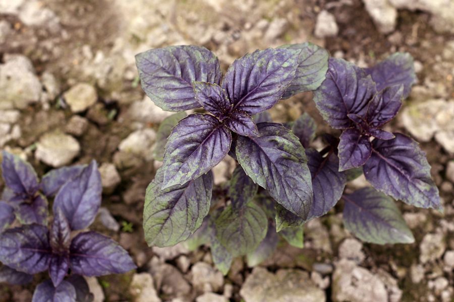 Albahaca morada