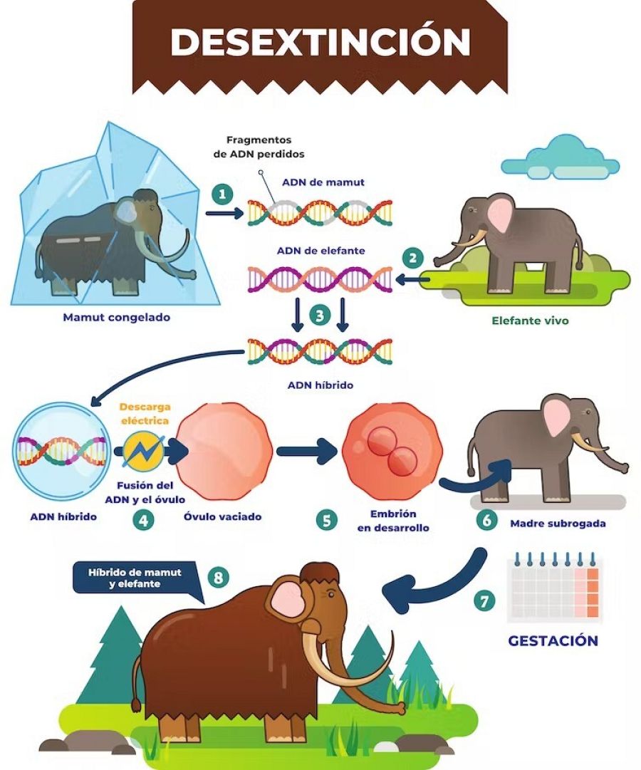 ¿Cómo sería la desextinción de un mamut?