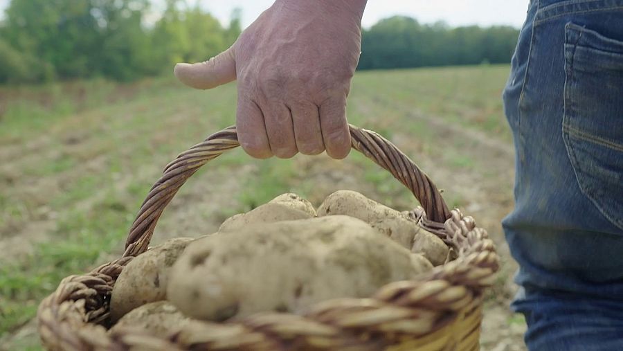 La patata de Bufet, un producte típic de la Cerdanya