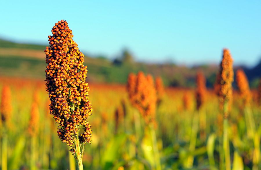 Plantación de sorgo