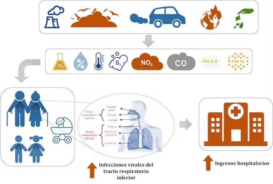 Ciclo de las infecciones respiratorias agudas