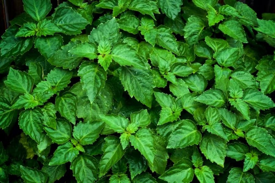 ¿Qué microbios fabrican nuestros perfumes?