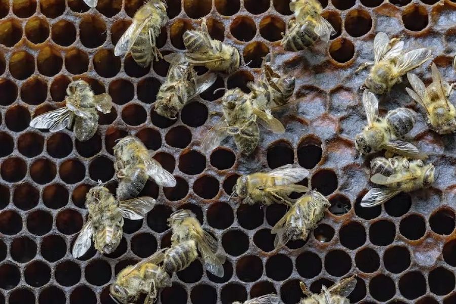 Colmena de abejas