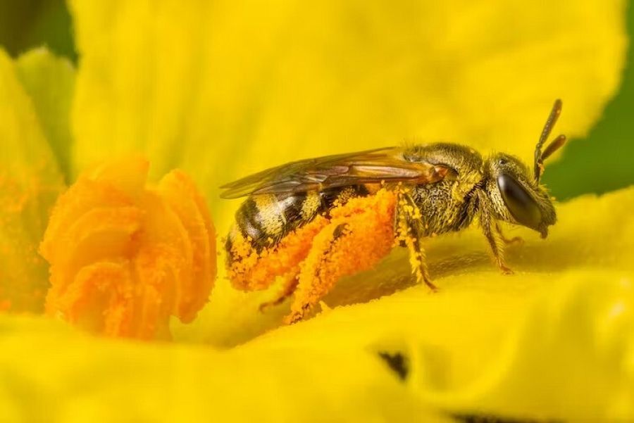 Una abeja con gran cantidad de polen adherido a su cuerpo.