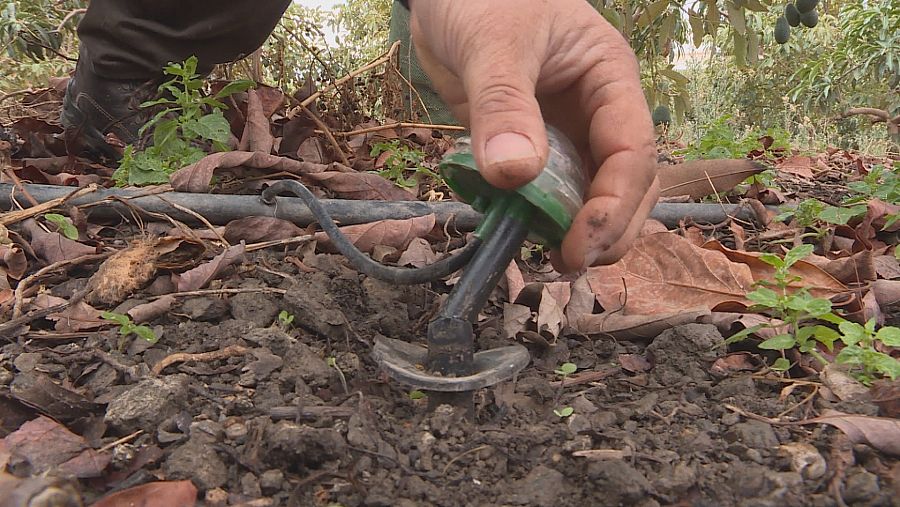 El sistema de riego DeepDrop lleva el agua directamente a la raíz de la planta