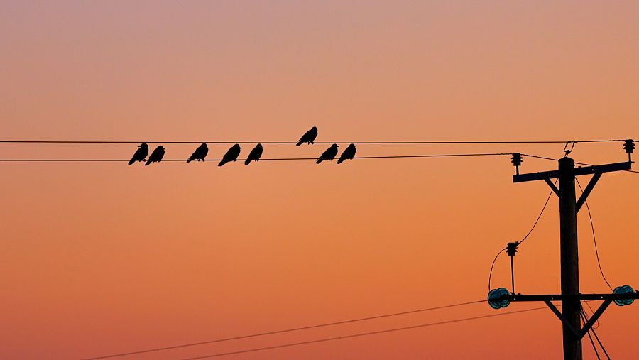 Aves posadas en cables de alta tensión