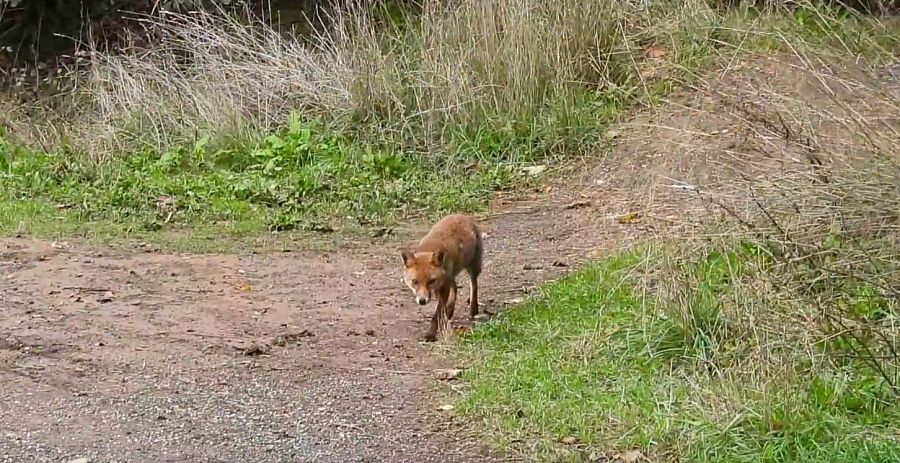 El lobo está de vuelta en Roma